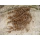 German Militaria WWI - Pig tail small size 1 loop
